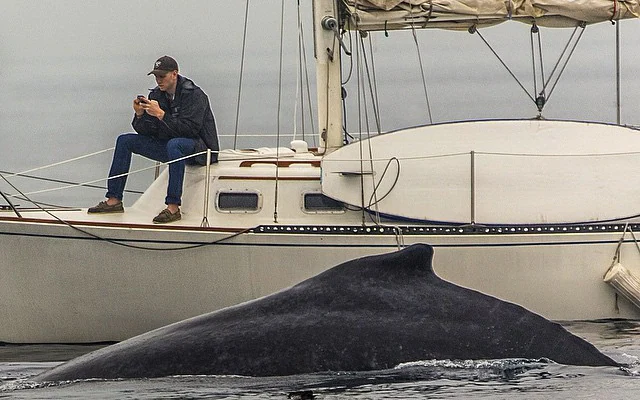 Man glued to his phone misses rare humpback whale sighting